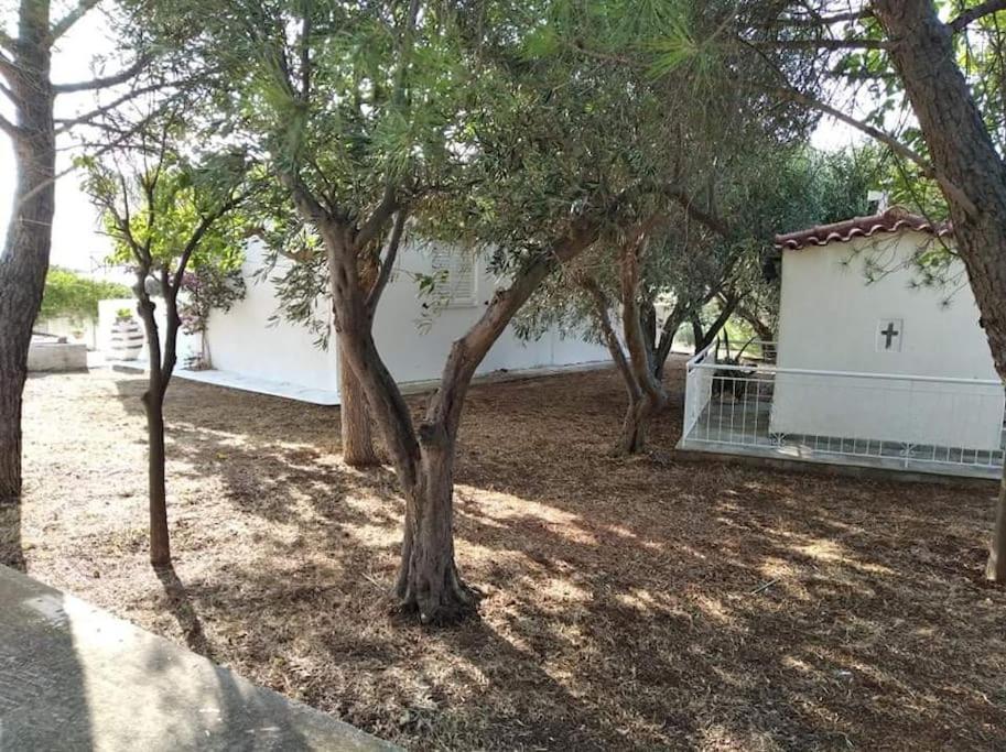 White Villa In Olive Trees And Seaview To Panagia Almiropotamos Luaran gambar