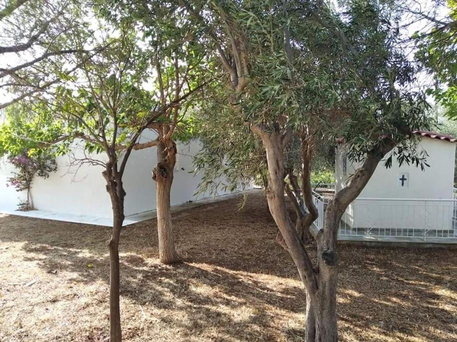 White Villa In Olive Trees And Seaview To Panagia Almiropotamos Luaran gambar